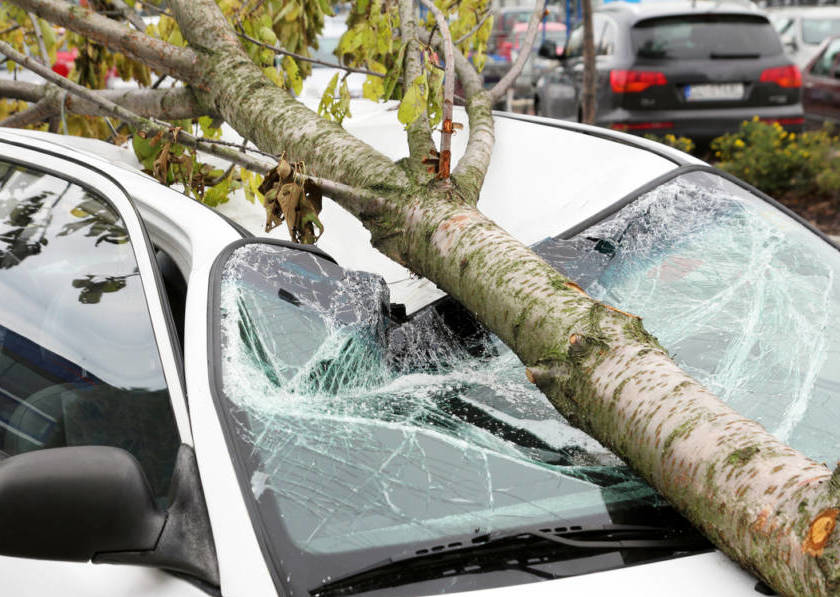 A tree that fell on a car