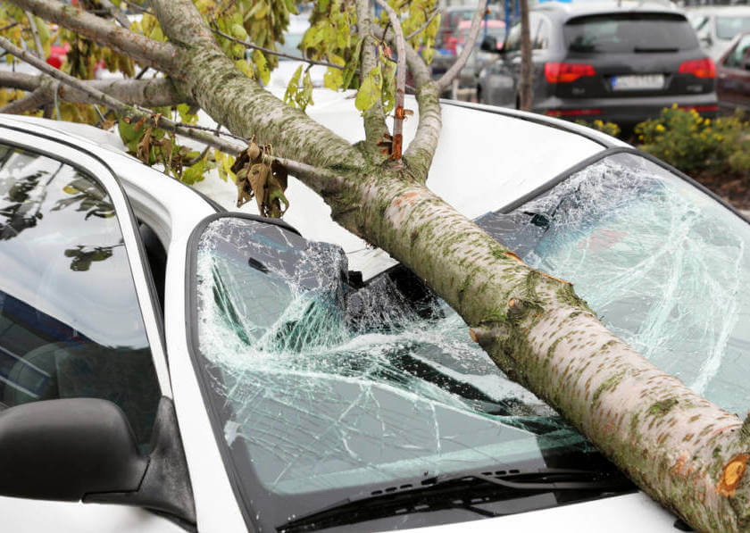 A tree that fell over onto a white car, which crushed the windshield and cabin